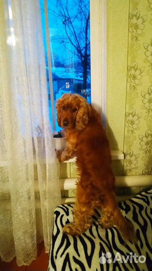 Английский кокер спаниель вязка