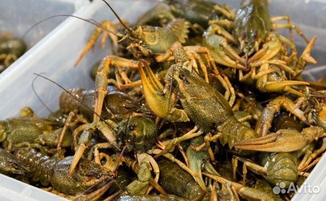 Живые раки. Круглосуточно