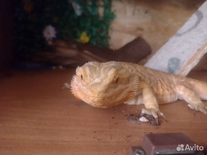 Бородатая агама с террариумом