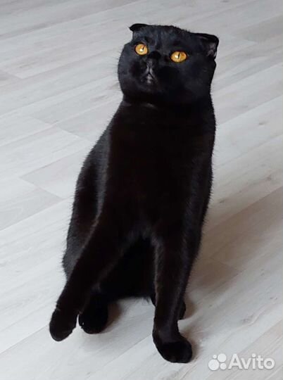 Шотландская кошечка