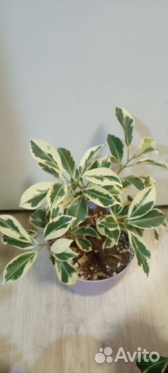 Фикус триангулярис, фикус ретуза гавайская