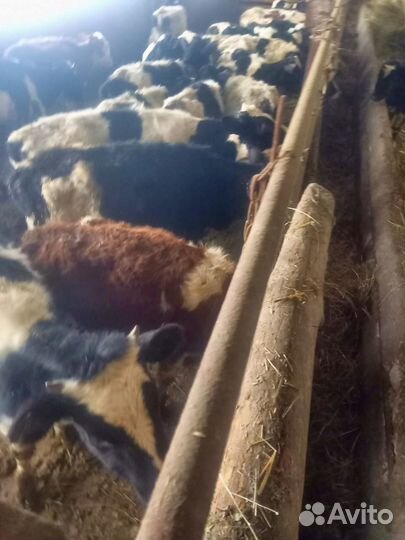 Тёлки до года