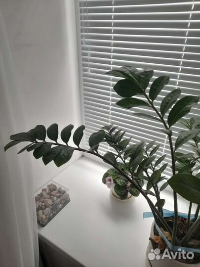 Замиокулькас