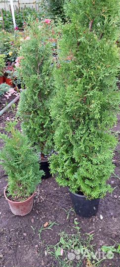 Туя Холмструп