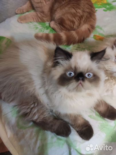 Котята экзоты