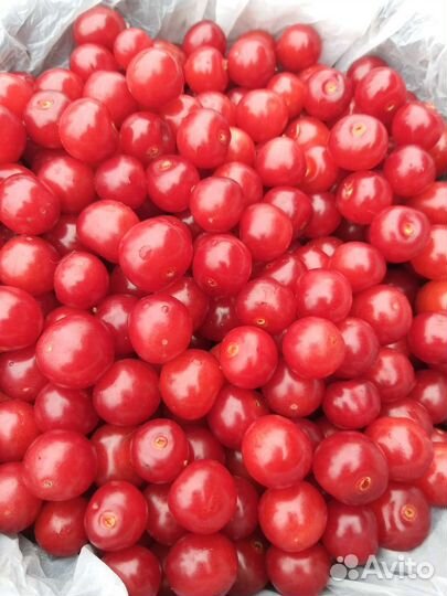 Вишня свежая