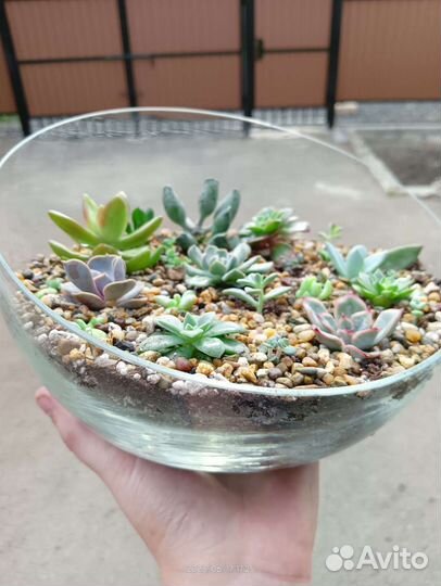 Суккуленты