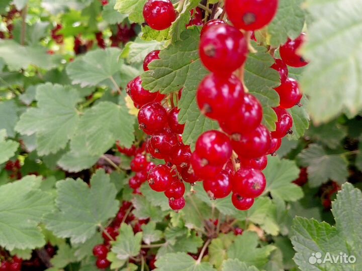 Красная смородина ягоды