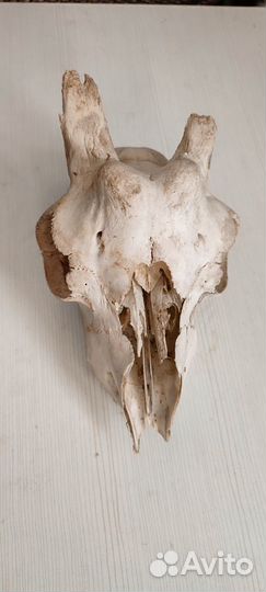 Череп козла