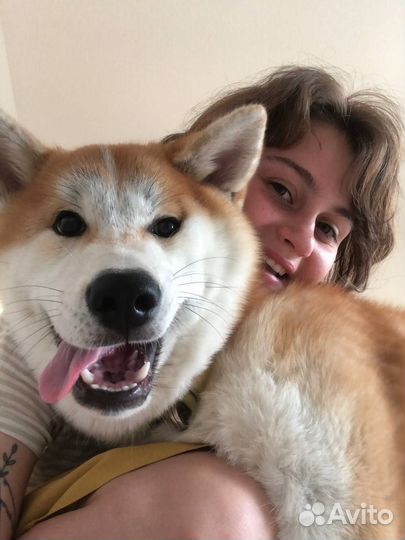 Услуги кинолога с выездом / Дрессировка собак