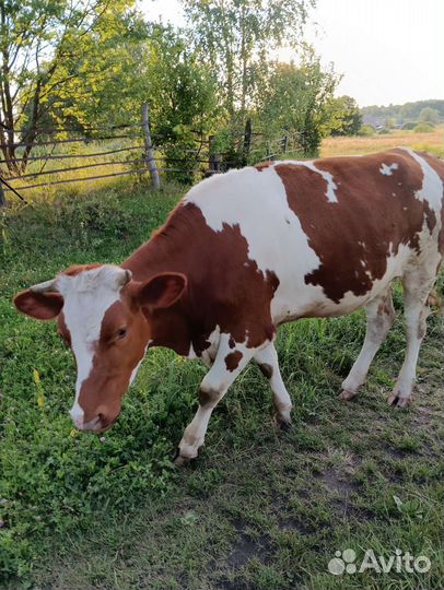 Телка стельная