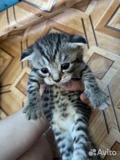Шотландская вислоухая