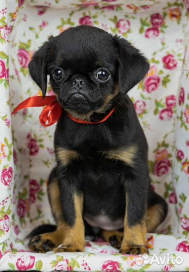 Пти брабансон