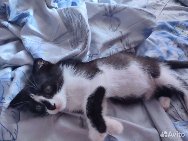 Бесплатно в добрые руки малыш котенок