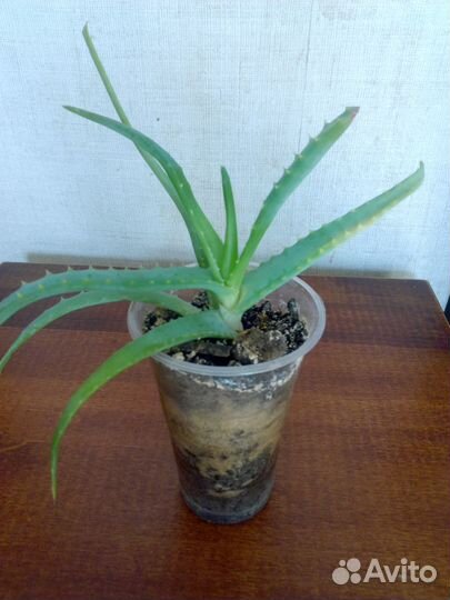 Алоэ Лечебный