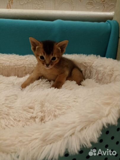 Абиссинские котята