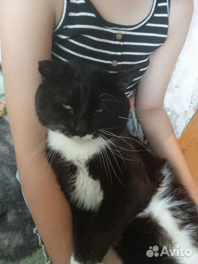 Отдам бесплатно кота