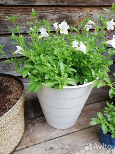 Вегетативная петуния