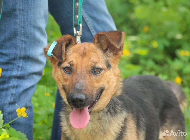 Отдам в добрые руки