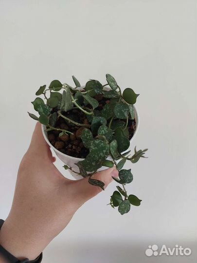 Дисхидия овата, хойя, набором