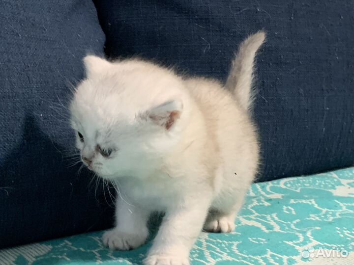 Британская кошка