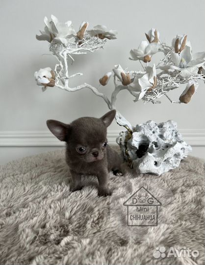 Лиловая Девочка Чихуахуа РКФ