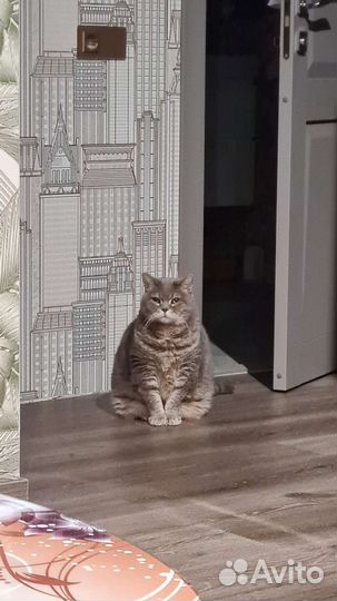 Британский кот в добрые руки