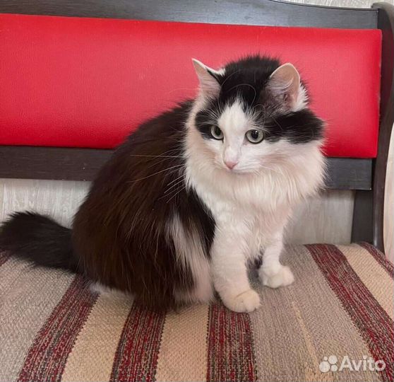 Кошка в дар бесплатно