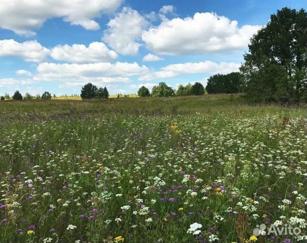 Мед 24 года из Алтая опт