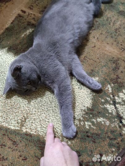 Шотландский прямоухий кот вязка