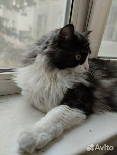 Котик в добрые руки