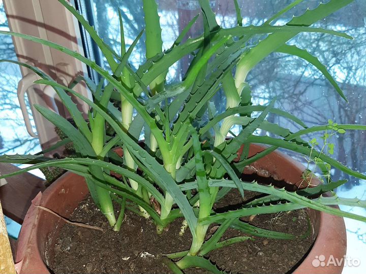 Толстянка, (денежное дерево). Алоэ
