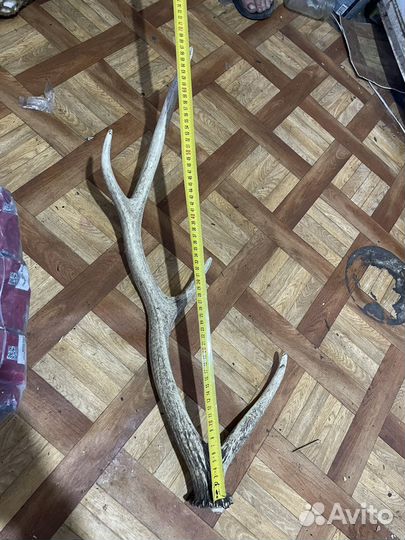Рога оленя