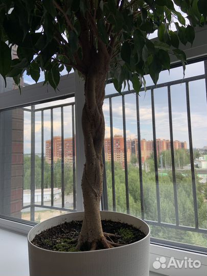 Живой цветок в горшке Фикус Бенджамина Даниэль