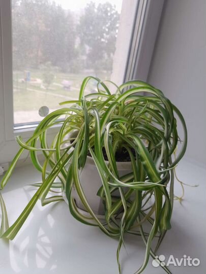 Хлорофитум