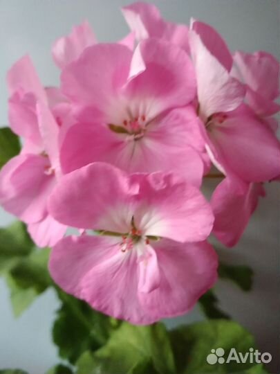 Пеларгония герань сортовая