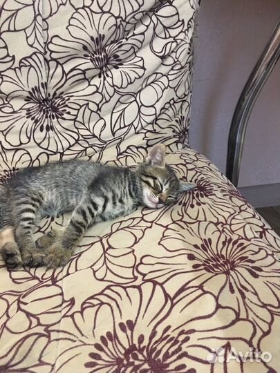 Отдам даром бесплатно