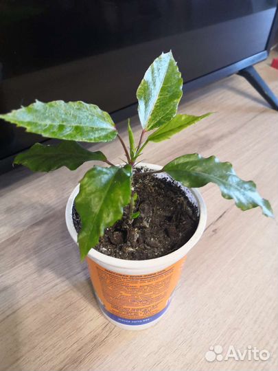 Роза комнатная