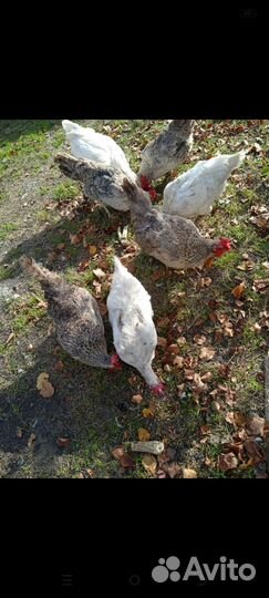 Куры несушки