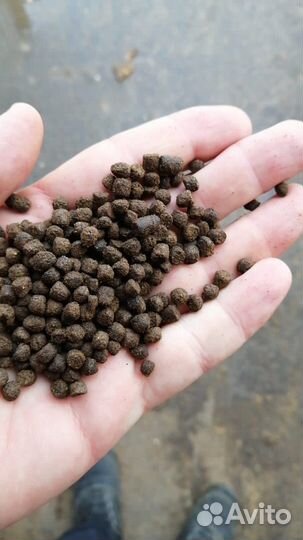 Корм для форели осётра клариевого сома