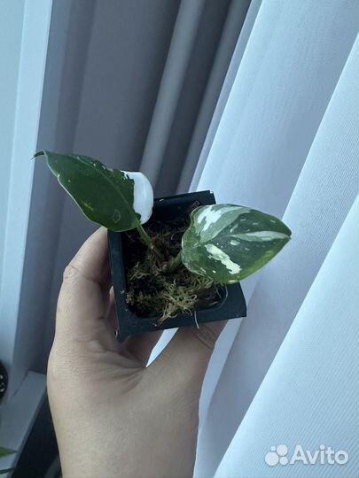 Филодендрон белая принцесса