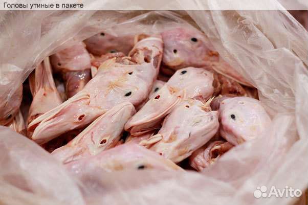 Мясо для собак Кострома