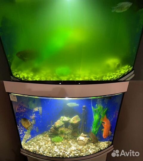 Обслуживание и запуск аквариумов