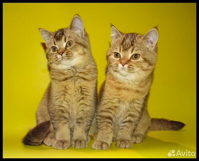 Пятнистые и тиккированные котята шоколадный окрас