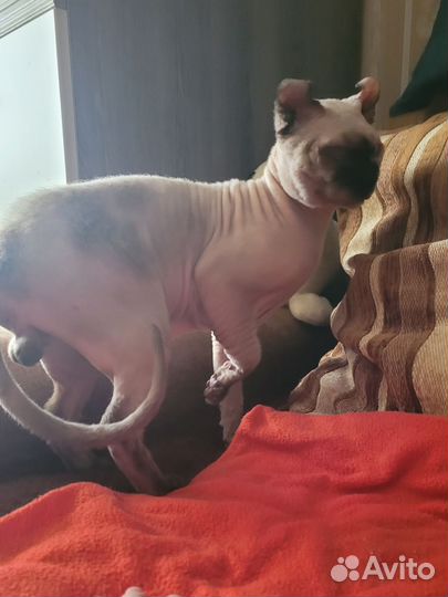 Канадский сфинкс Эльф