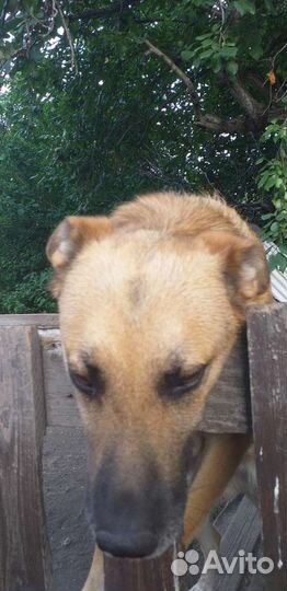 Собака (пес-мальчик) беспородный