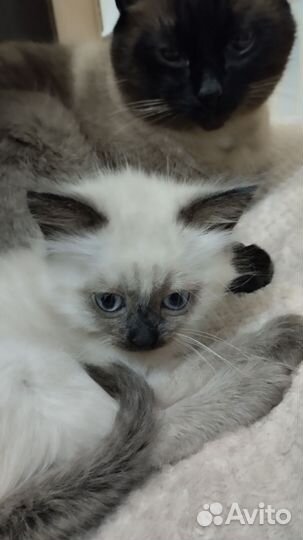 Тайская кошечка