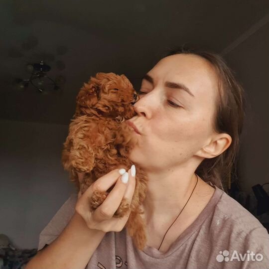 Той пудель девочка