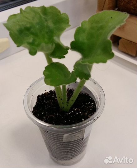 Фиалка рс-Румяная Весна (детка)