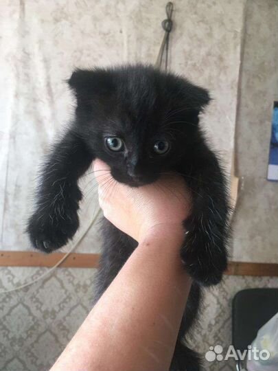 Котята от шотландской кошки, в добрые руки